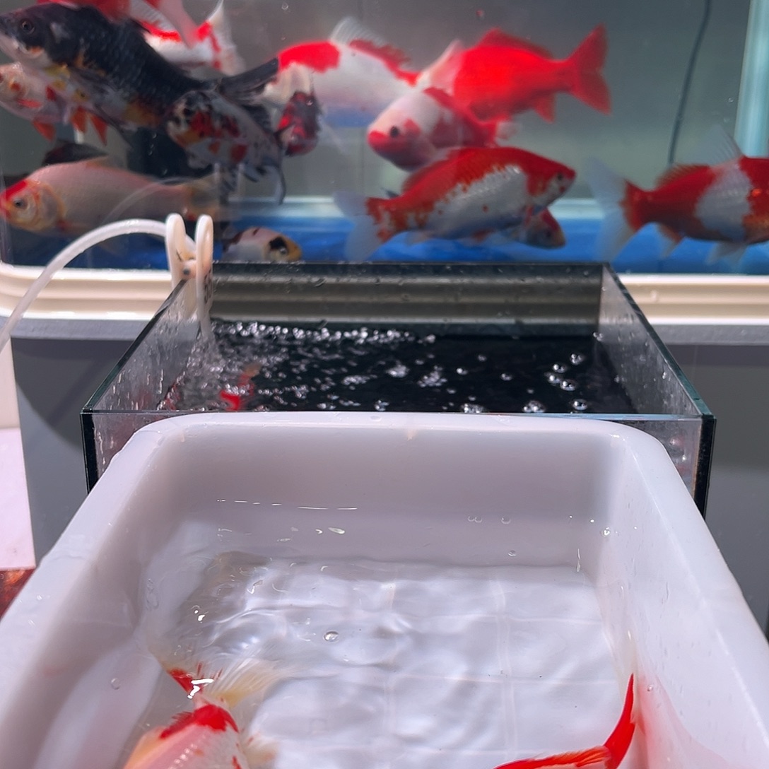 ****练海水观赏鱼福利多多啊