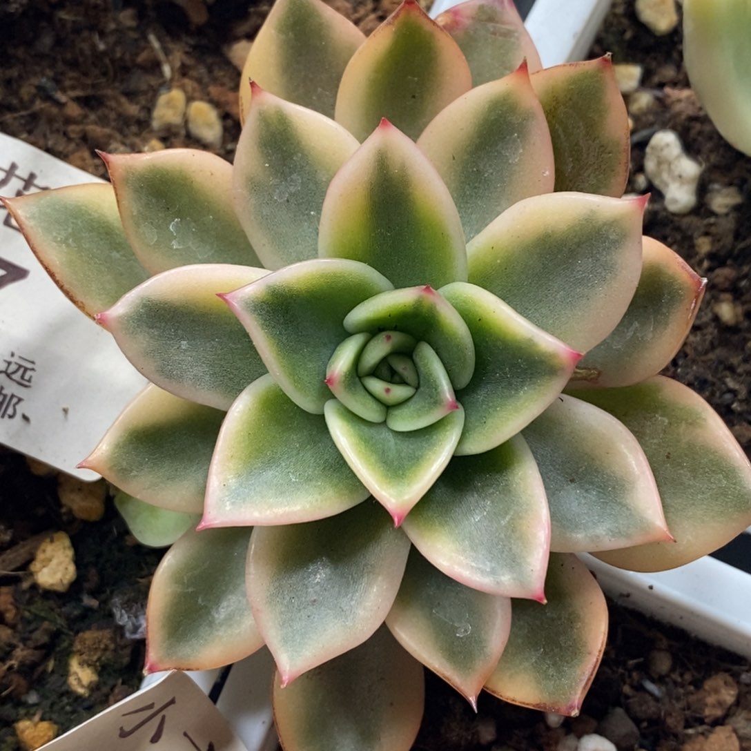 304黄金朱比利锦刚长根