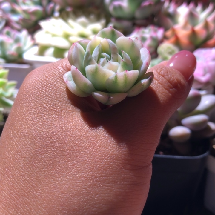 西瓜纹冰梅杂交砍头