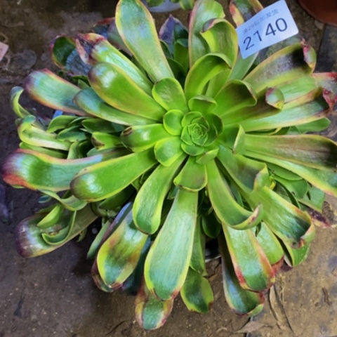 木*心欧嘉丽多肉植物2140