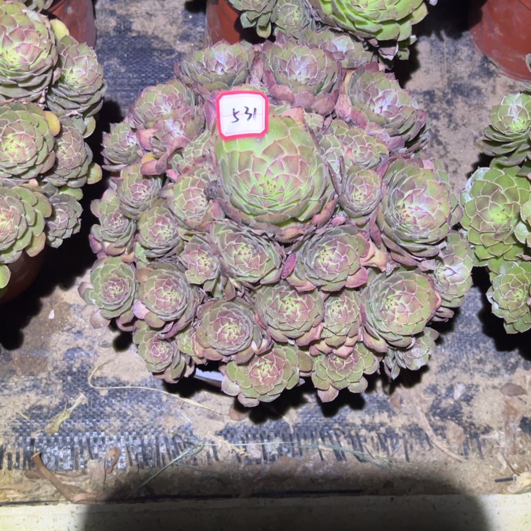 531多肉植物红魔法师