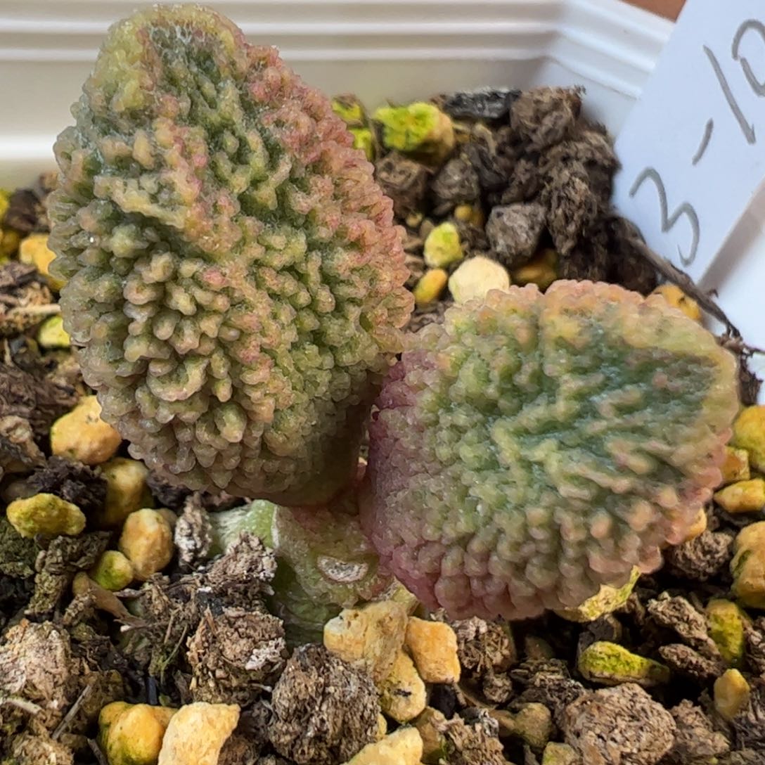 023-1030实生新品多肉植物水泡