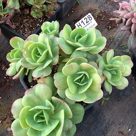 鸡蛋碧桃朵朵不包损128 退款拉黑全场亏本处理7-8天发货