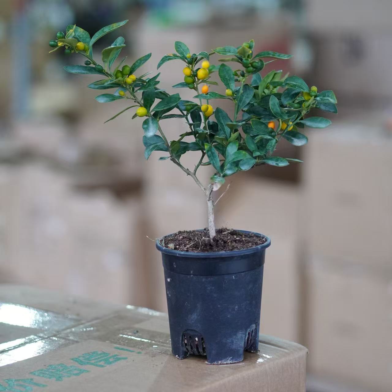 好看福豆豆金色豆植物好养活带果子发