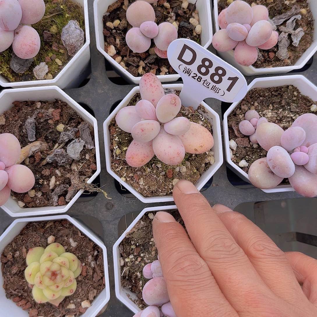 D881奶酪一物一拍