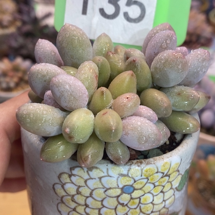 奶杂交135号的啊啊啊多肉啊啊