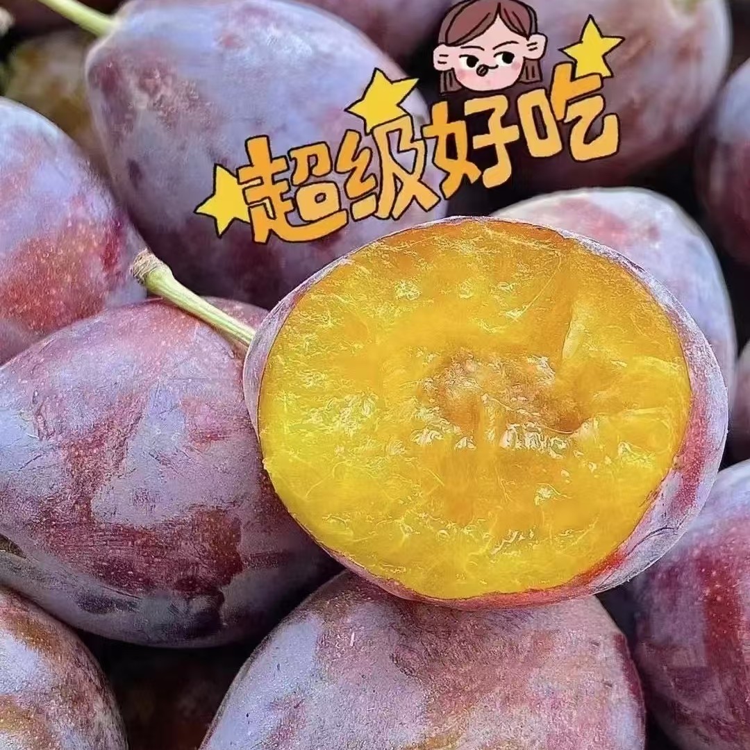 新疆西梅500克新疆维吾尔自治区