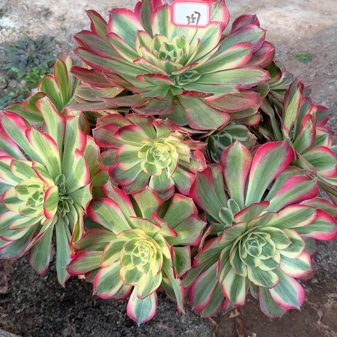 全部花朵随*?357千玺多肉植物