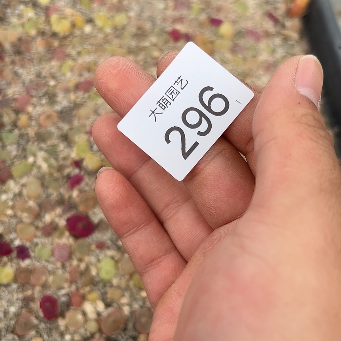 0000296 清框脱土发无售后……