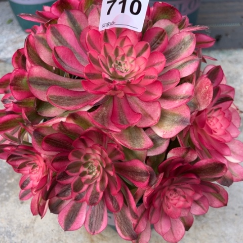 G*权710荔枝22厘米左右