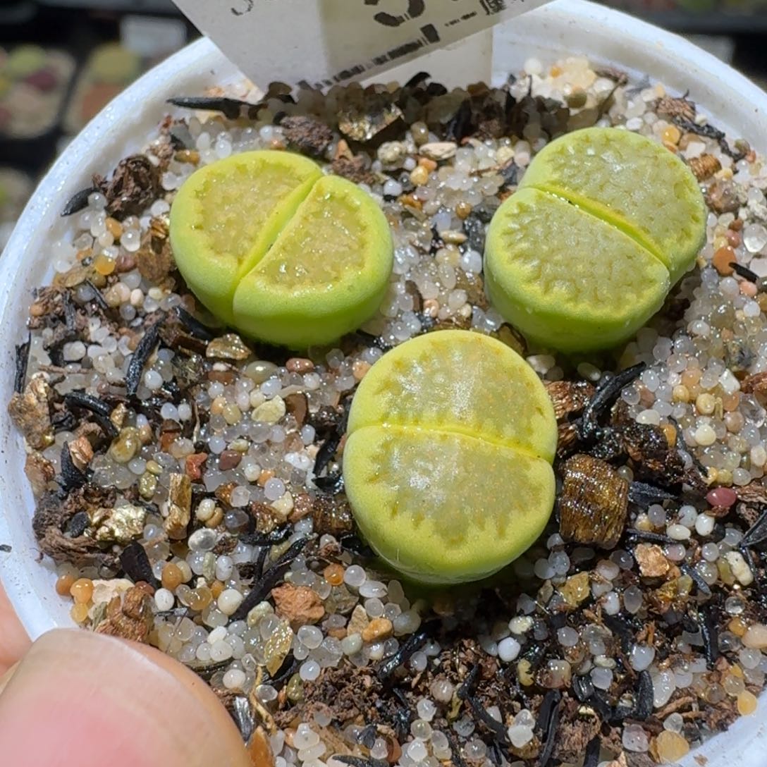 Ssss便宜出了清仓58