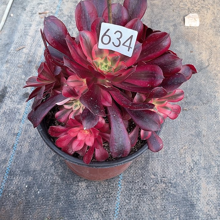 美杜莎634法师多肉