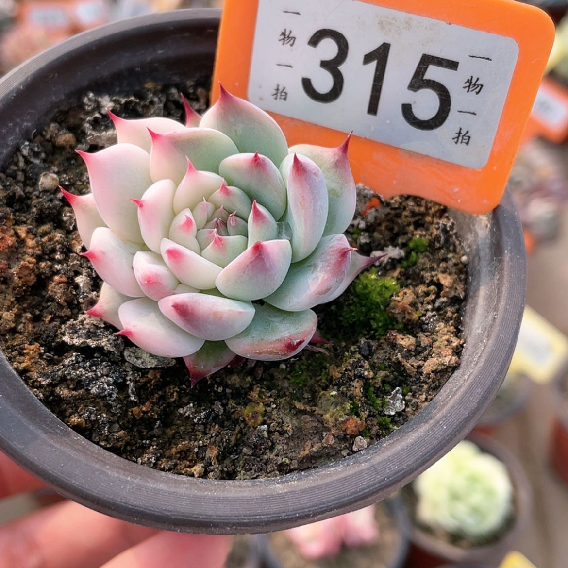 【闪购商品】315号