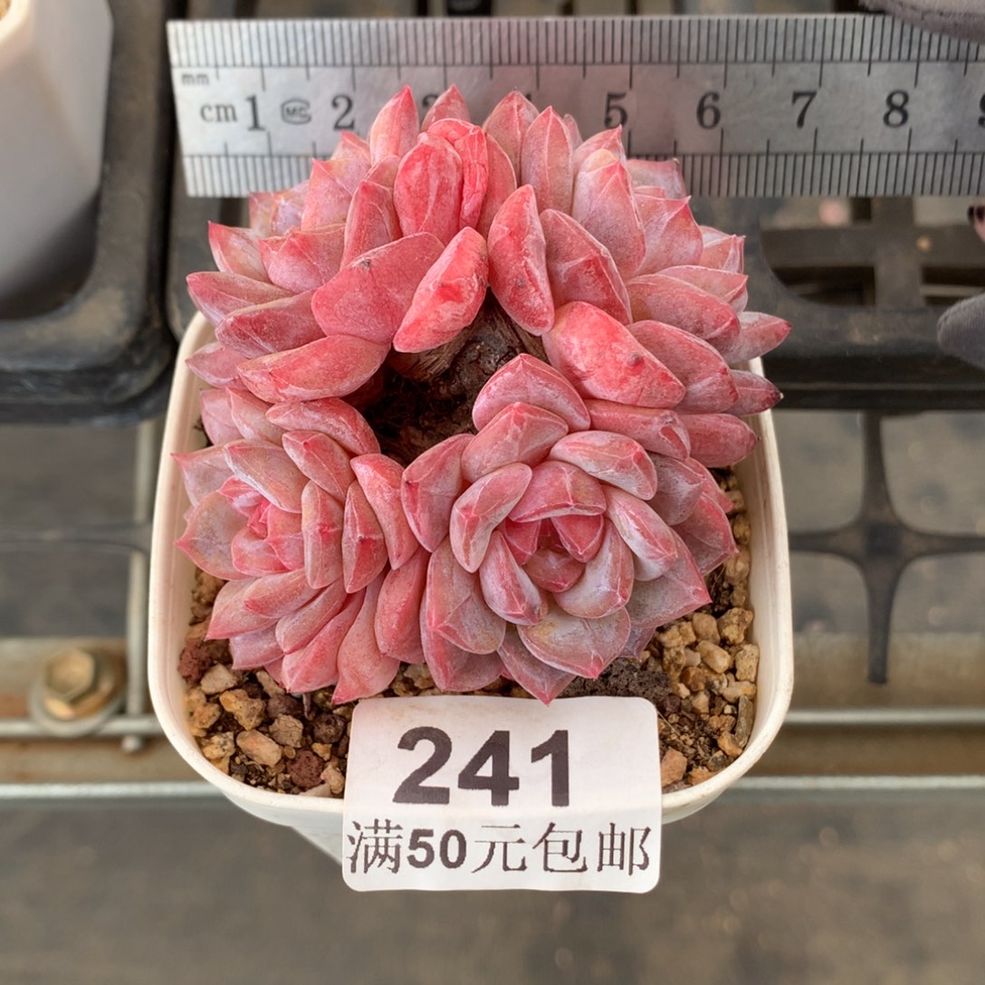 多****241。老桩琥珀秘境。 四头。