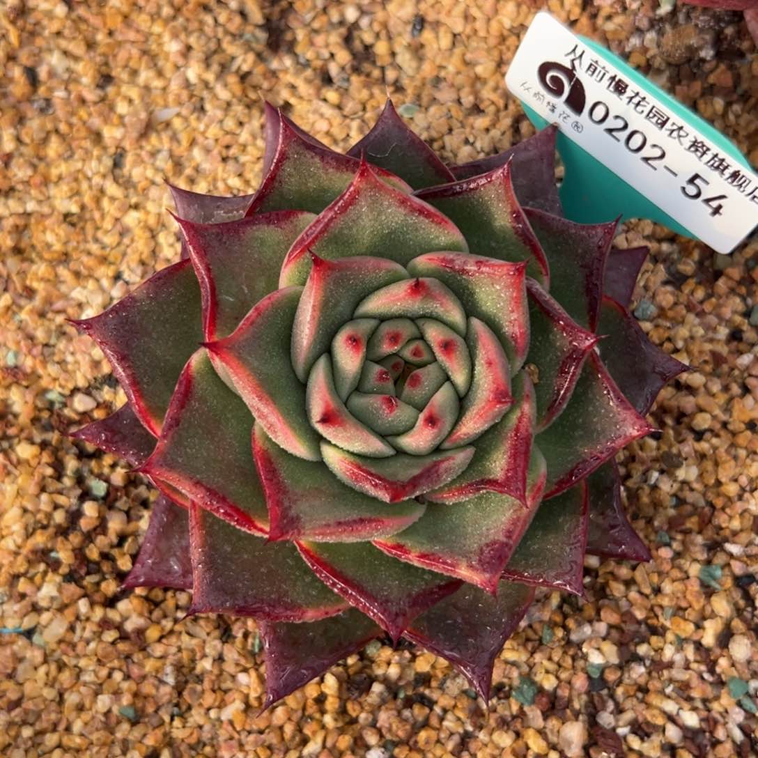 多肉一物一拍0202-54