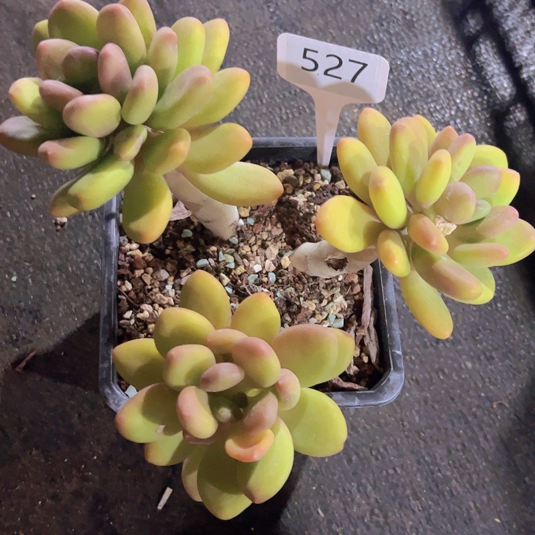 风***?527芒果奶38元元元