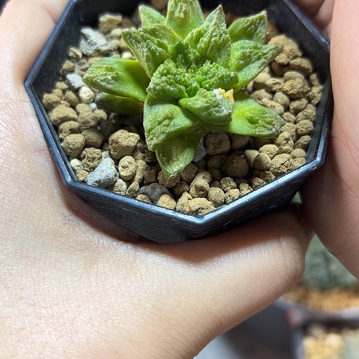67号根芽龙角龟锦4.3公分