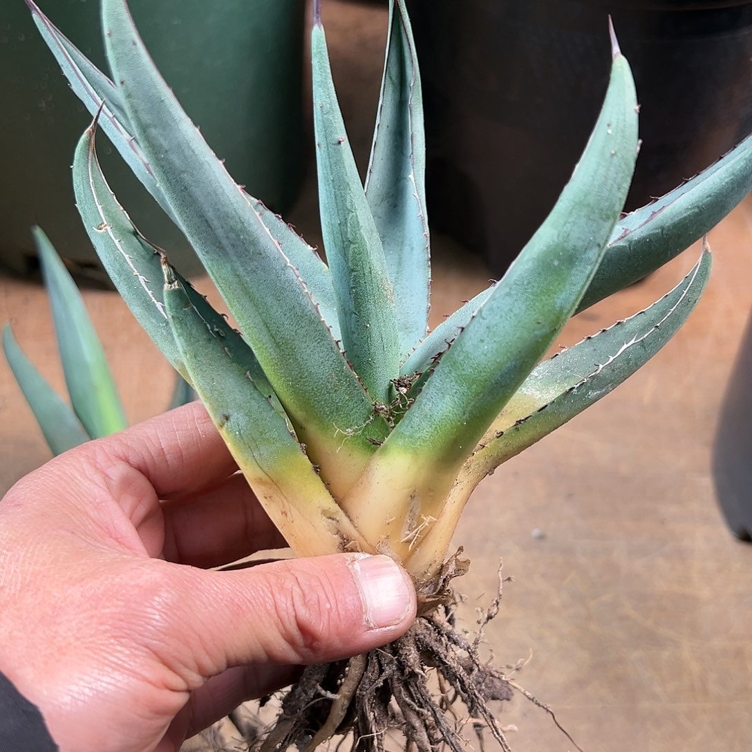 多肉植物鲨鱼皮龙