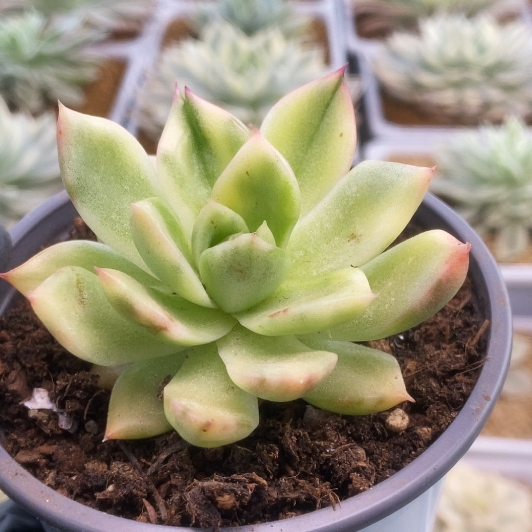 105弗兰克锦锦锦锦锦锦锦