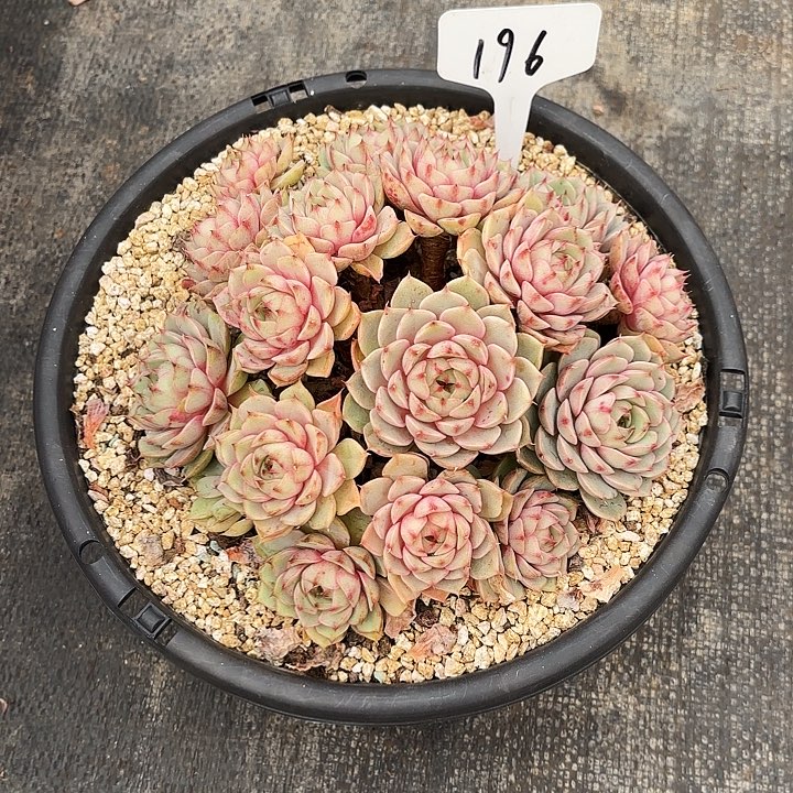 多肉植物，笨吧蒂斯196号