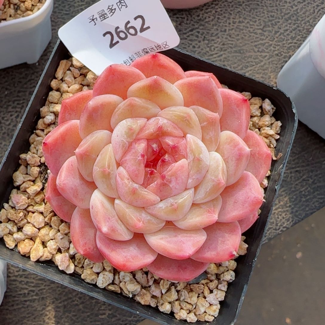 秘境冰魄，2662多肉