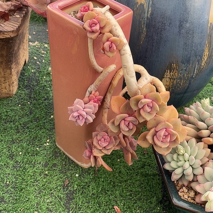 121 多肉不带盆土满20包邮发货