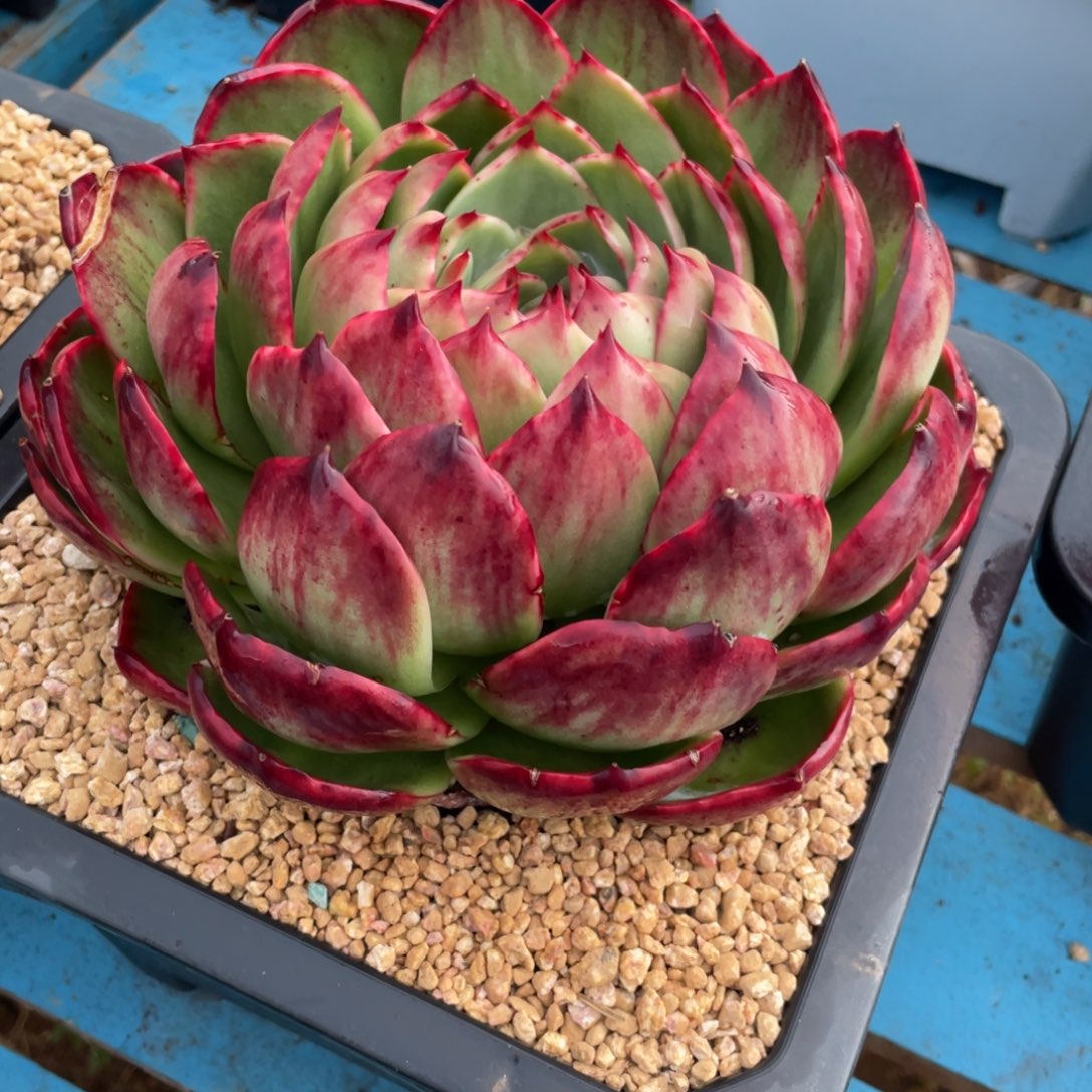 惊鸿仙子冠服20左右