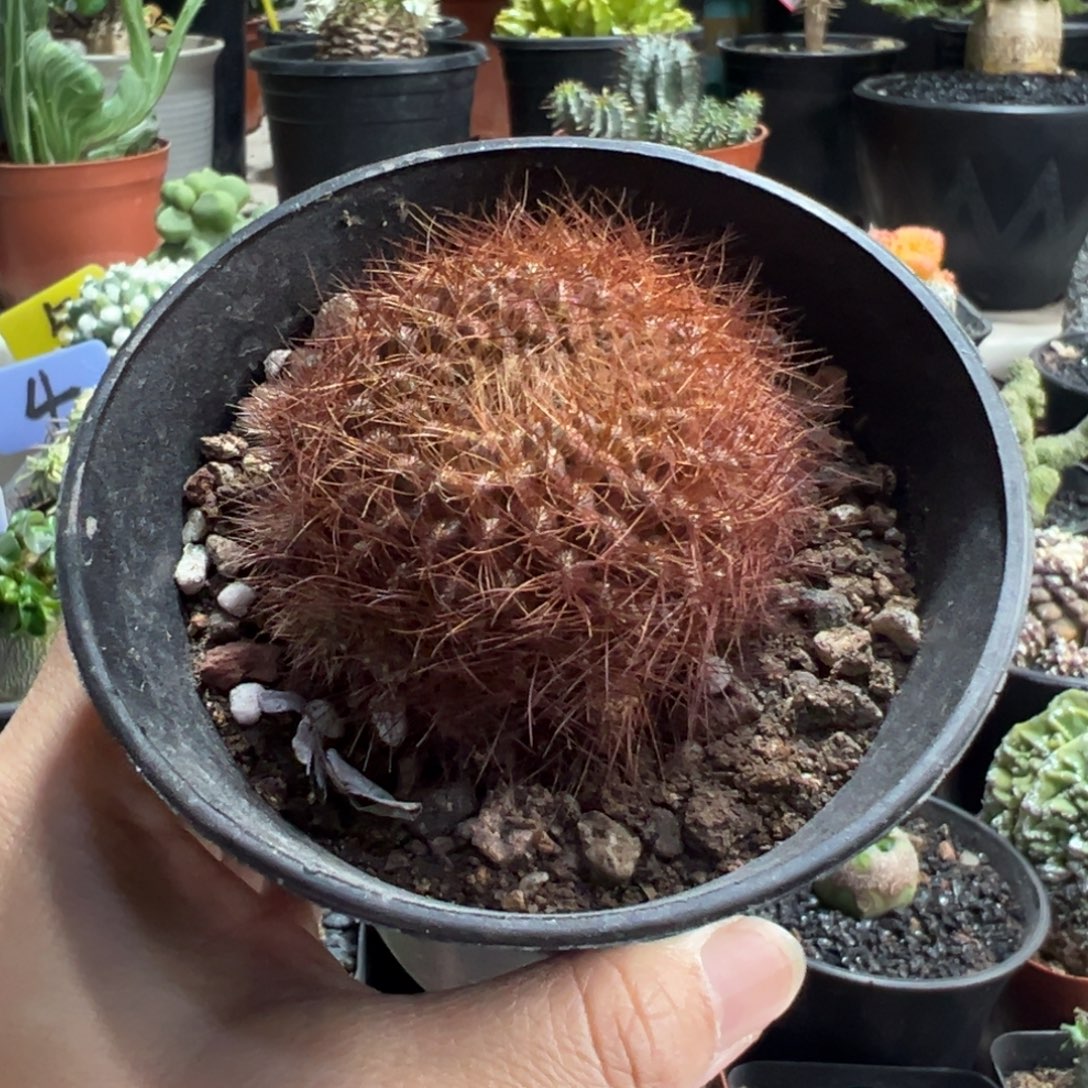 佰丝巢带盆111111111