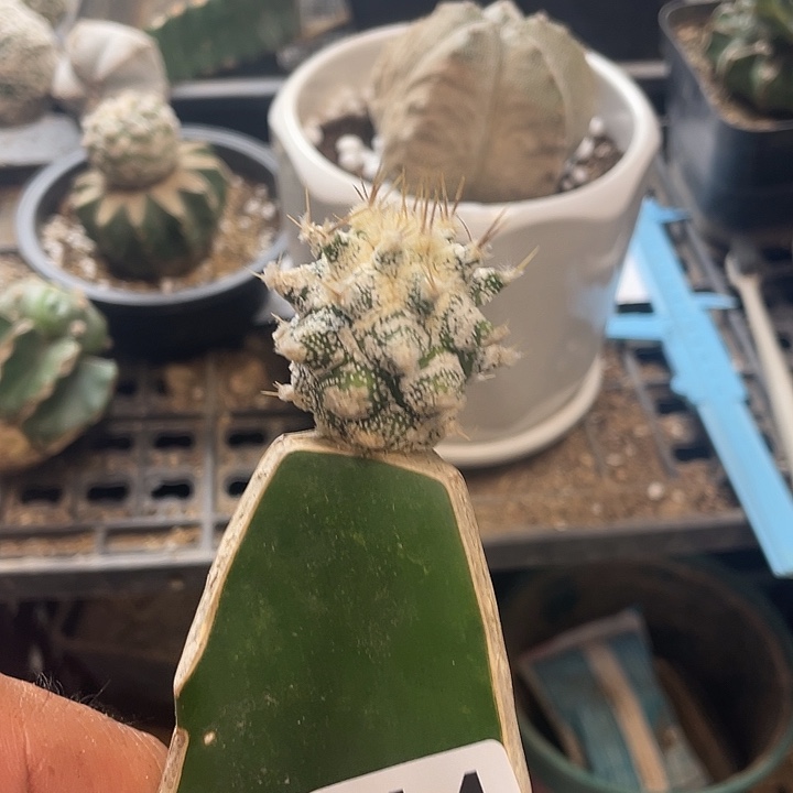 仙人球交友264号楼