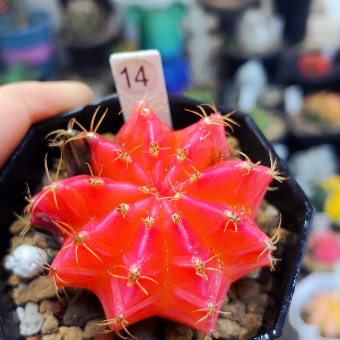 非偏远地区满25包邮仙人球