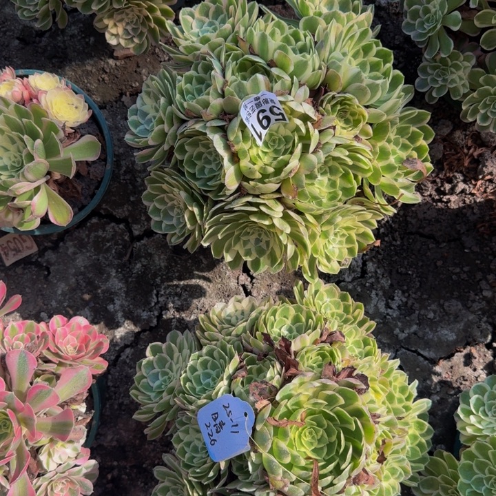 孔雀翎花25-11包邮花花