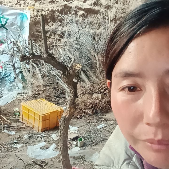 海***锅完全开放枸杞树一颗