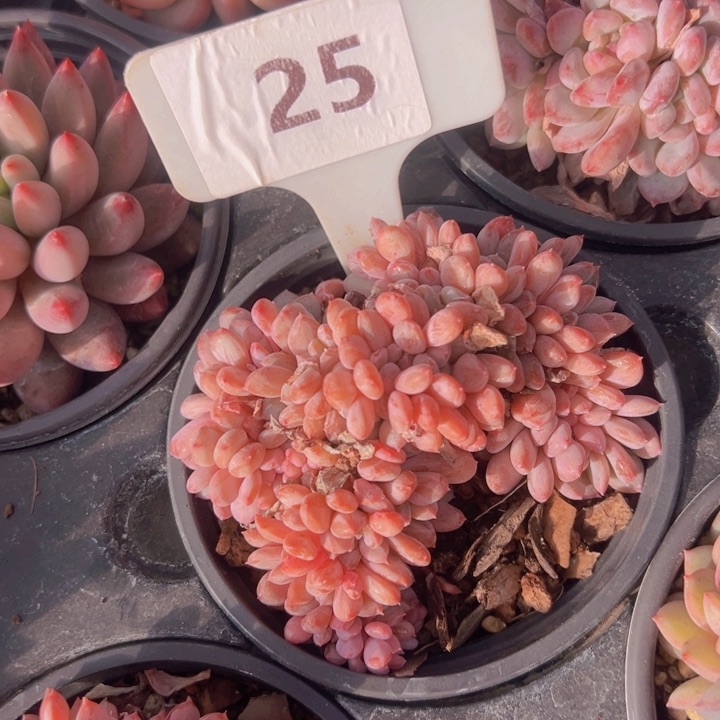 健健康康平平安安