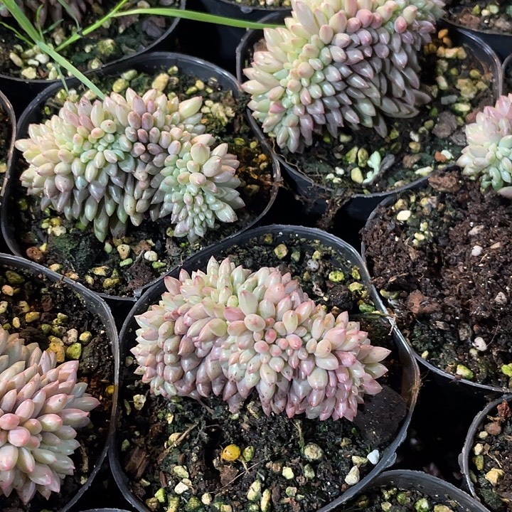 红蜻蜓缀化量拍满20包邮脱土发货