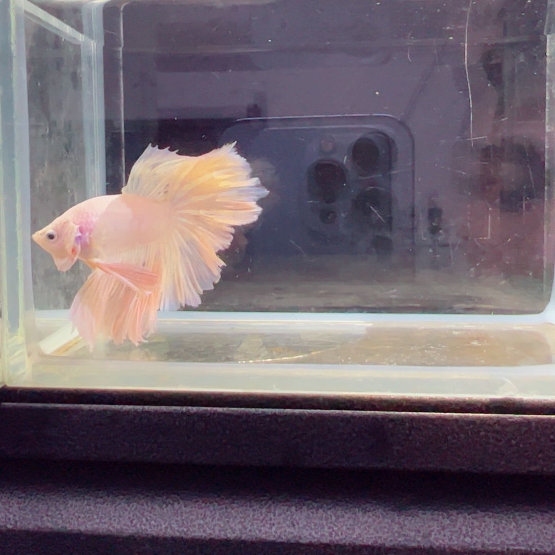 斗鱼浅色特殊尾hhhh