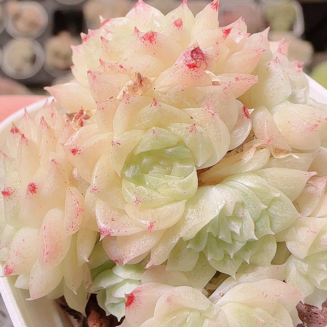 花语逸镜1126-176散