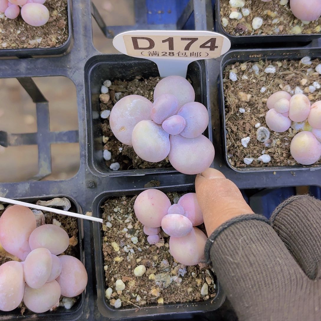 D174水光针一物一拍