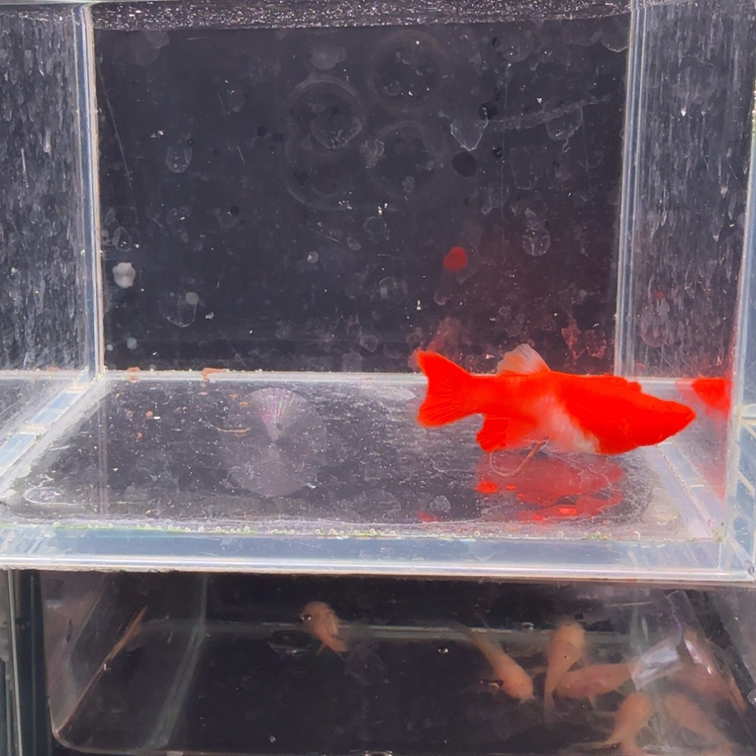 帖***海水鱼鸿运当头双份水1对