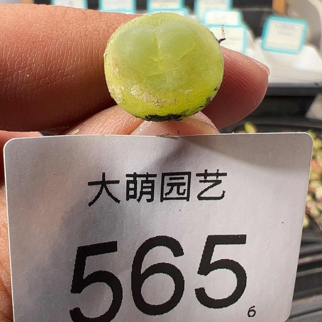 0000565 一物一拍……