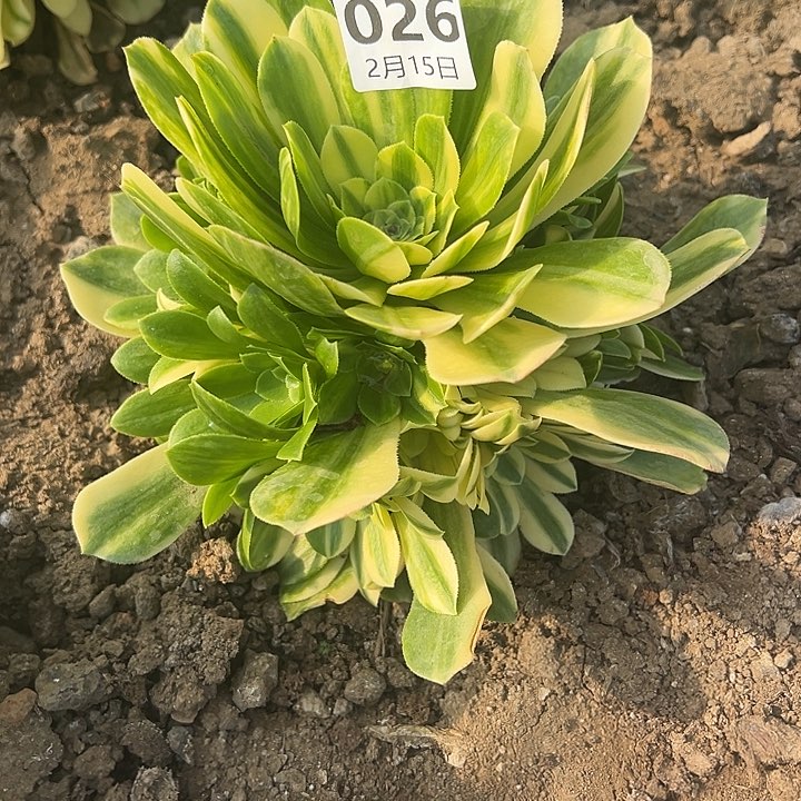 2.15-26七彩琉璃多肉6