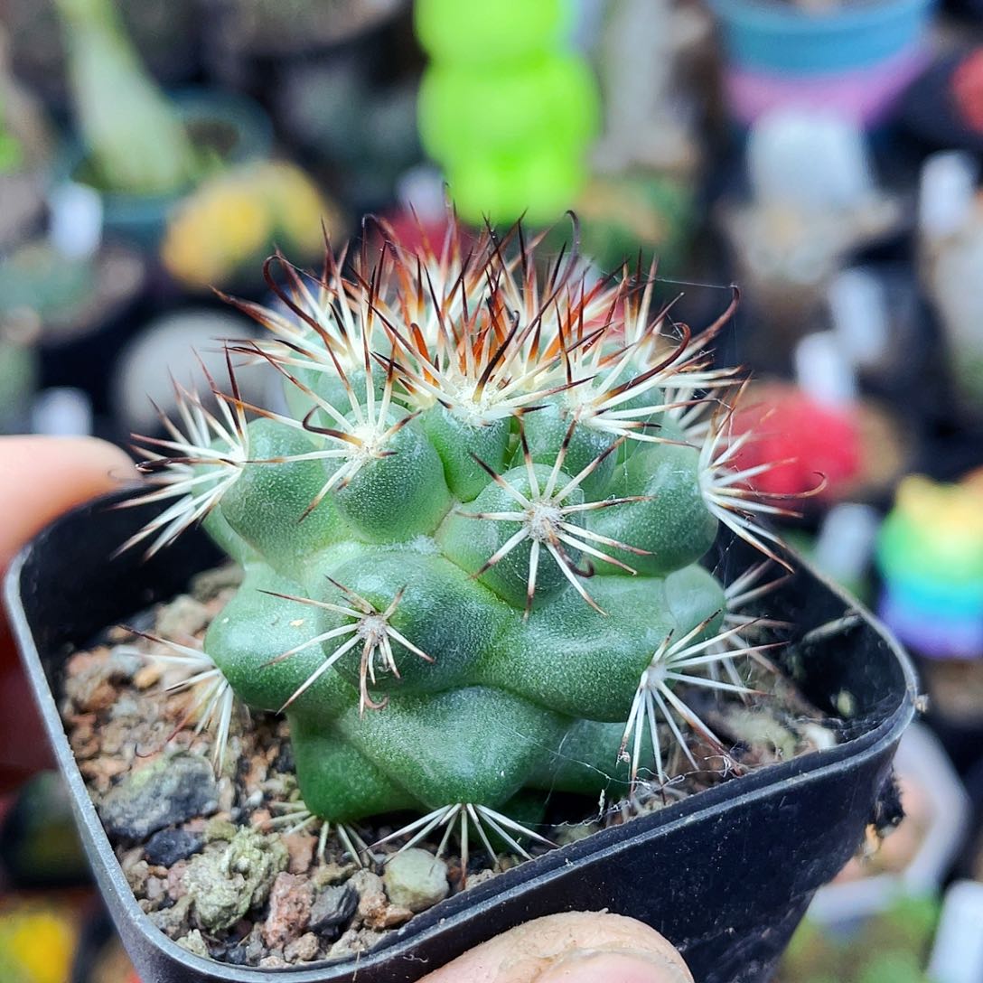 蓬莱宫非偏远地区满25包邮仙人球