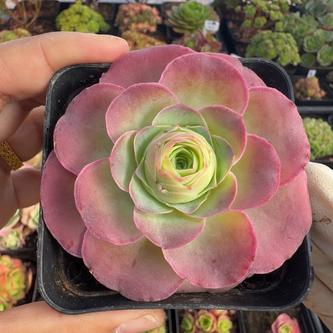 L709半城玫瑰花雨橦不含盆土