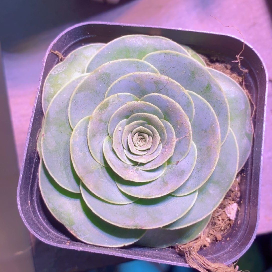 山地玫瑰一物一拍003小苗新品