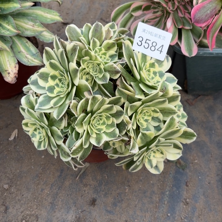 绿豆沙多肉法师3584