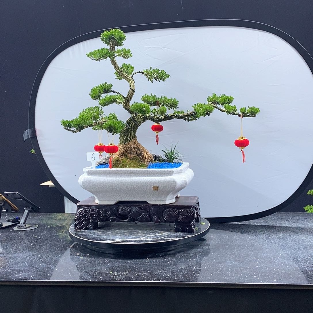 无花朵黄杨盆景艺术