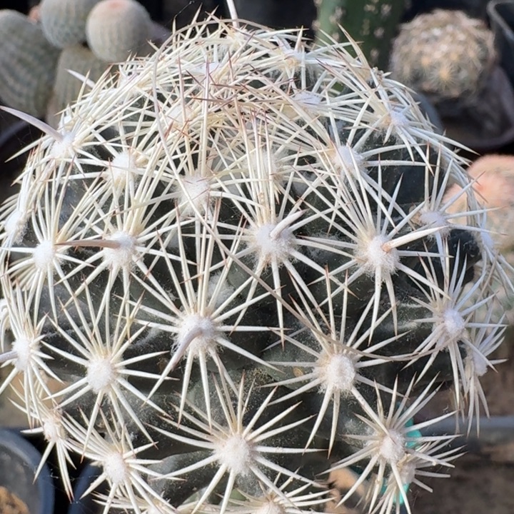 海胆丸苗接66666666