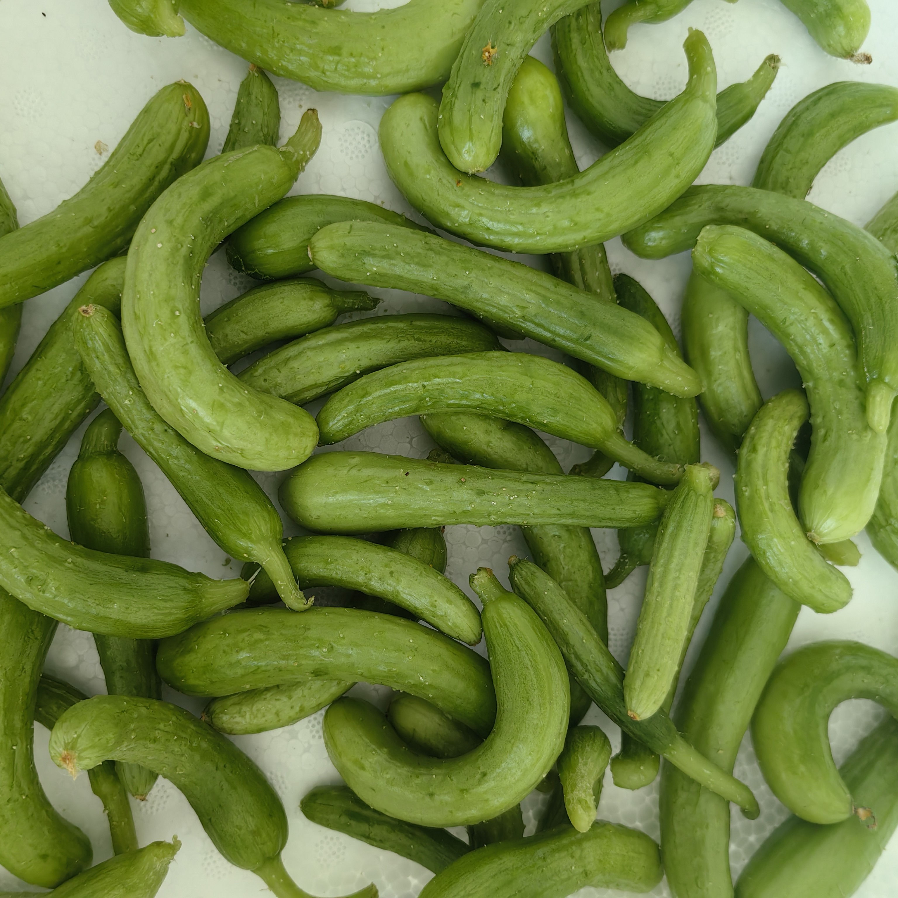 【达龙农场】黄瓜现摘现发主打新鲜腌制品代餐水果生吃现摘山东