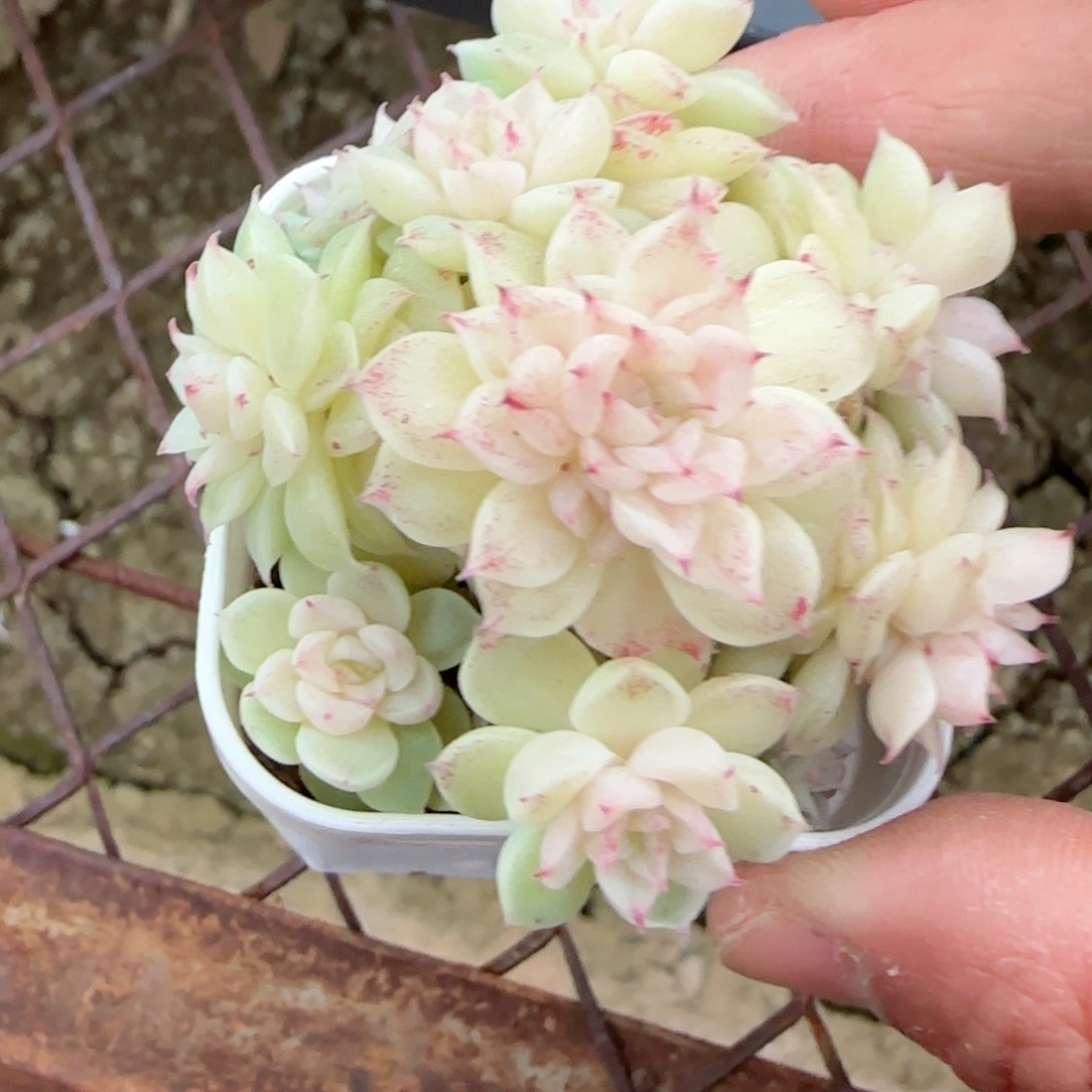 k***雯【闪购商品】0203-46（22-蛾姐-1）