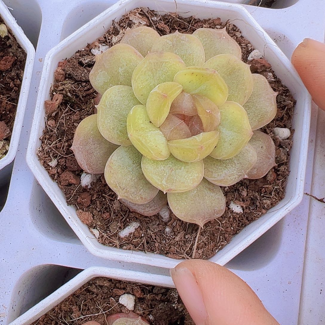 单头彩恋19包邮多肉