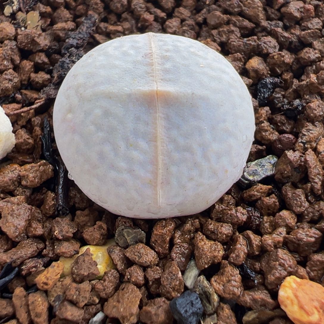 175多肉植物种类多样